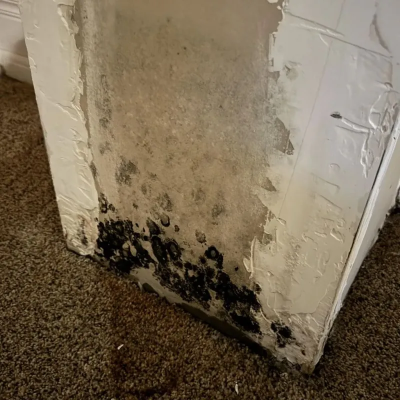 Professional Mold Removal in La Verne, CA